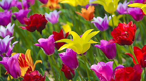 Tulpenwochen am Michaelshof