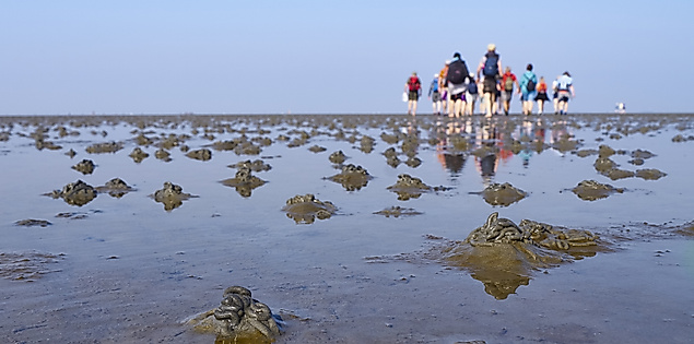 Gruppe von Wattwanderern spiegelt sich im nassen Schlick auf dem Weg zur Insel Neuwerk bei Ebbe.