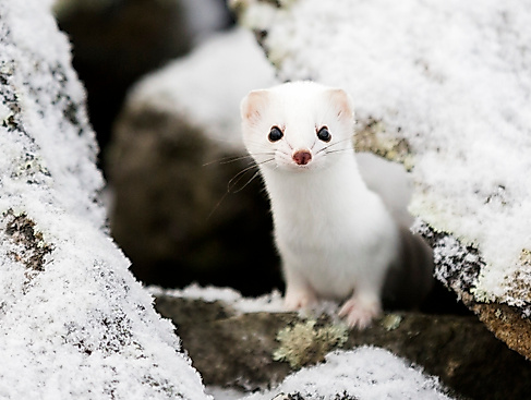 Tale of the Sleeping Giants