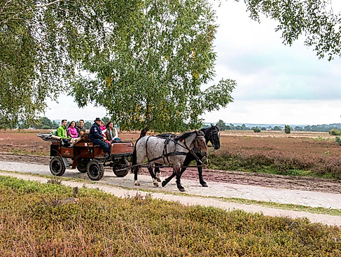In der Lüneburger Heide
