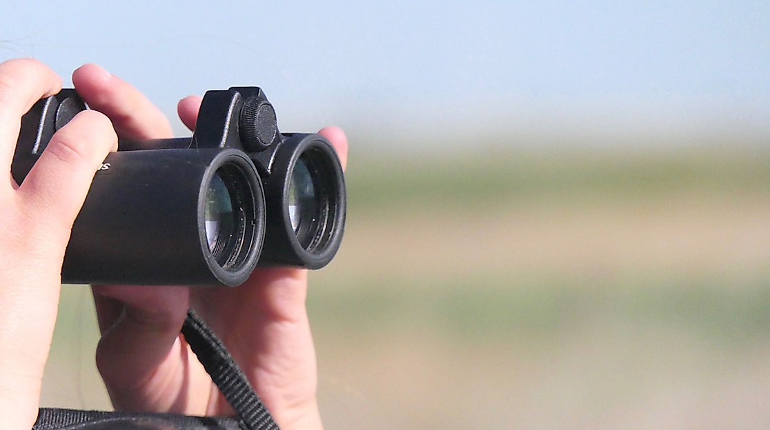 Führung: Die Vogelwelt im Meldorfer Speicherkoog