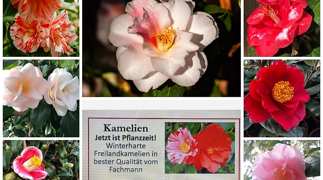 Kamelien Ausstellung - "Farbenfrohe Frühlingsboten aus der Wingst"