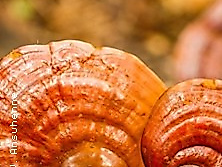 Vitalpilze aus Sicht der Chinesischen Medizin - Fachseminar