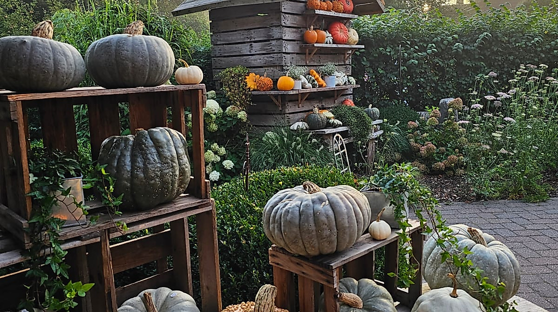 Gartenstand-Kürbishof-Kruse-C-kuerbiskruse744e1fbe-37a4-456e-81b9-3374e71e9764