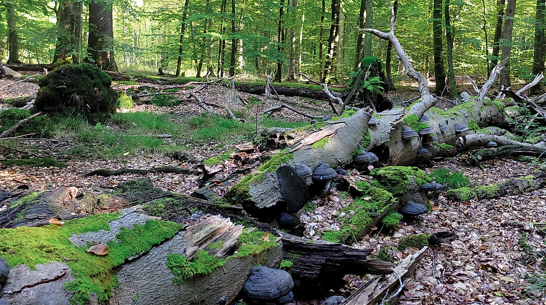 Ab in den Urwald