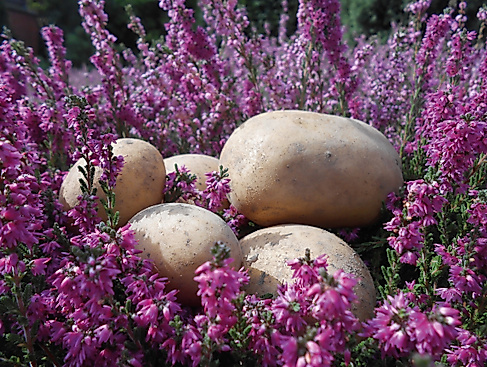bad-bevensen-landart-heide-und-kartoffeln-cnluedemann