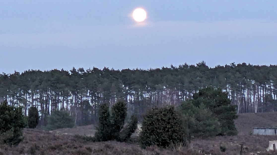 Vollmond über der Undeloher Heide