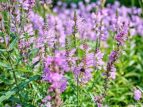 Offener Garten 2026 - Bülkau