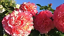 Rosen aus dem Süden