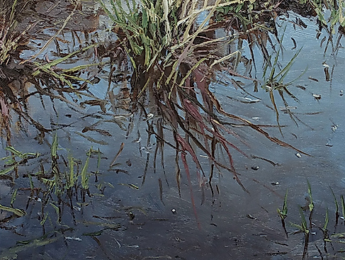 Stille Wasser