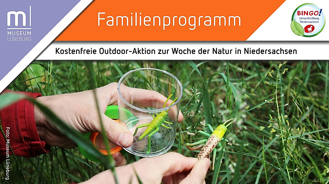 Summen, Brummen, Staunen – Insektenvielfalt rund ums Museum Lüneburg