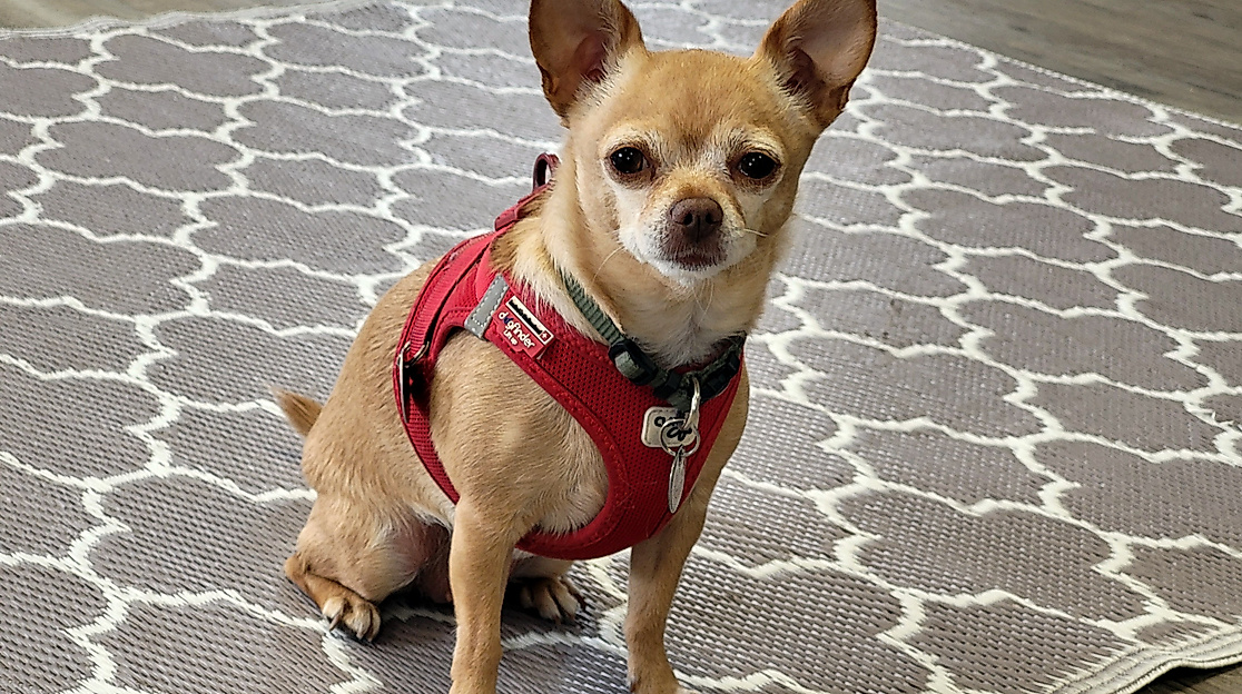 frei-durchatmen-mit-hund