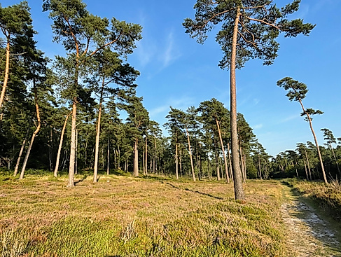 Hochsommerliches aus Wald und Flur