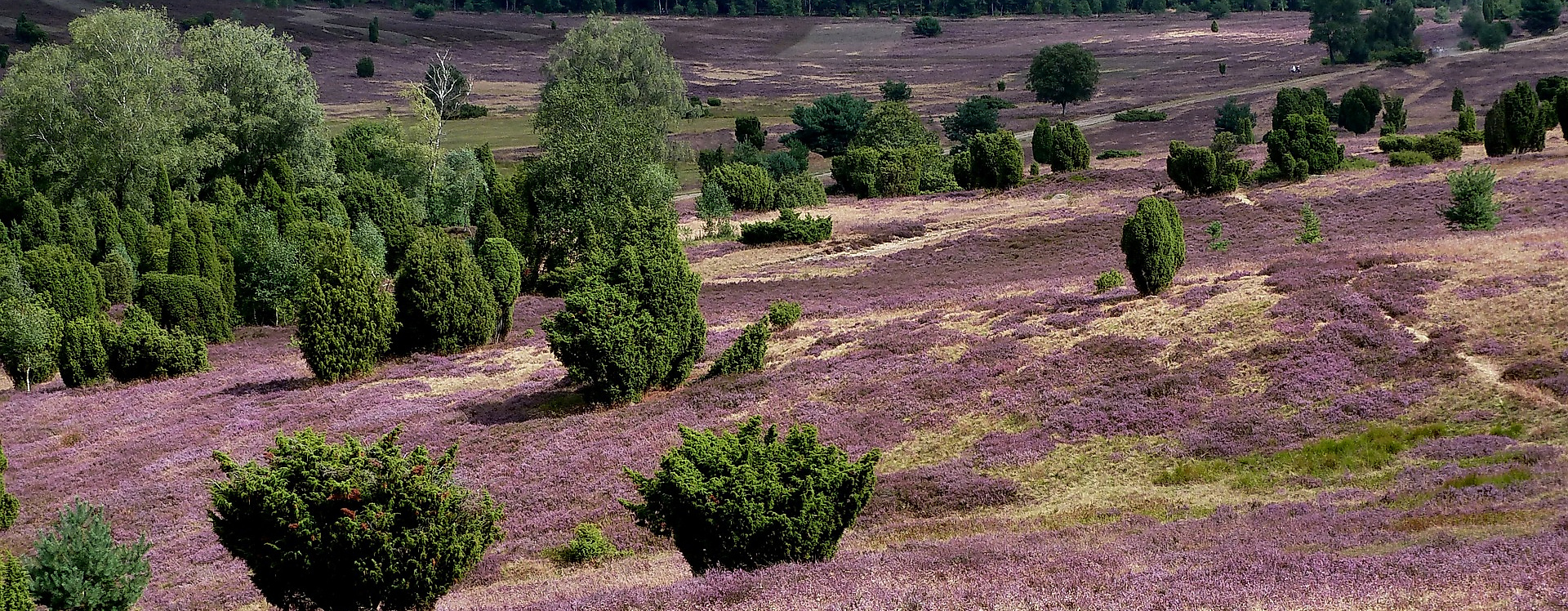 Lueneburger Heide