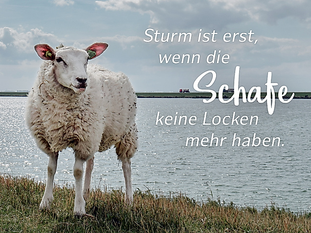 Sturm ist erst wenn die Schafe keine Locken mehr haben.