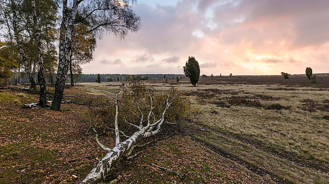 Vollmondwanderung in der Oberoher Heide