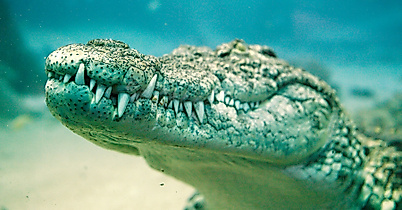 Tropen-Aquarium Hagenbeck