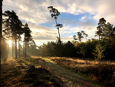 Wir pflanzen neuen Wald
