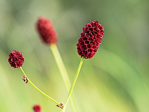 sanguisorba_officinalis_hermann_timman_1