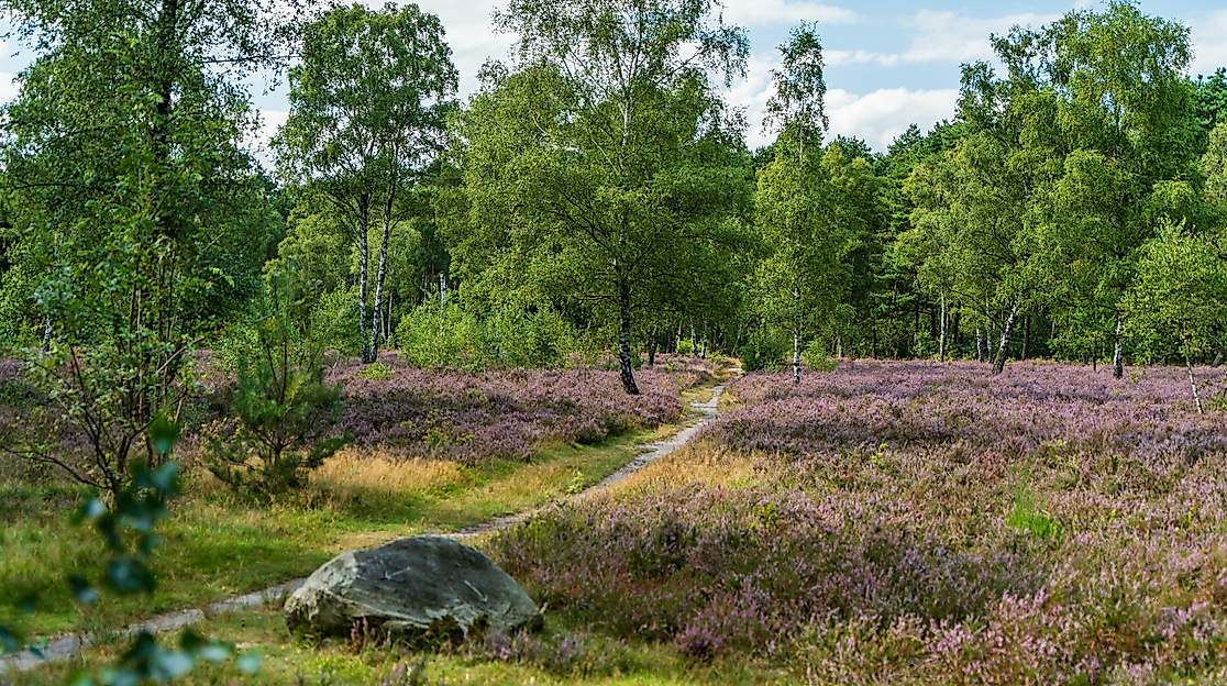 Wanderung durch Heide, Wald und Moor