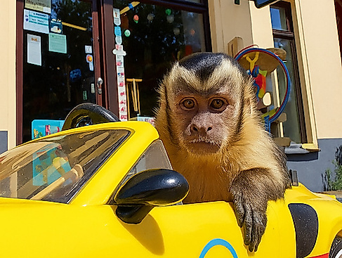 Akiko - der fliegende Affe