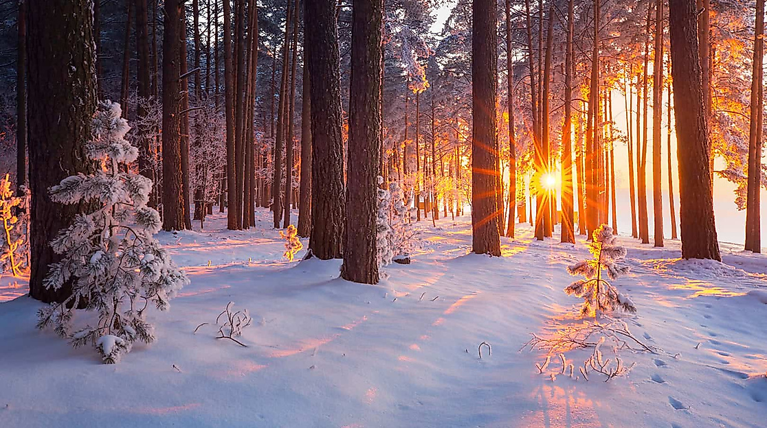 Waldbaden im Winterwald