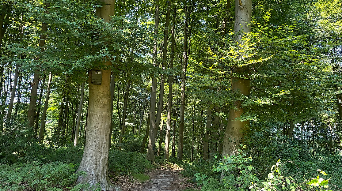 Sommerferien im Burger Waldmuseum