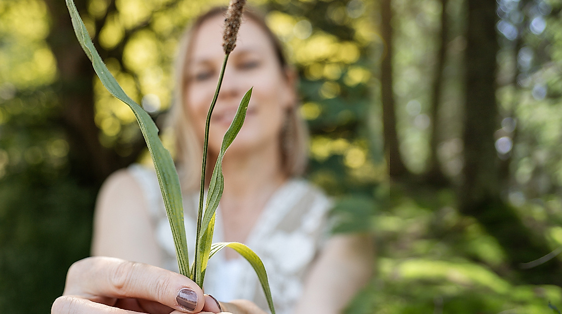 Wildkräuter entdecken und Waldbaden