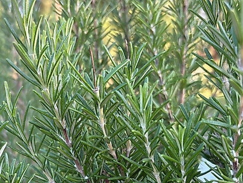 Destillations-Workshops - Workshop: Rosmarin-Destillation