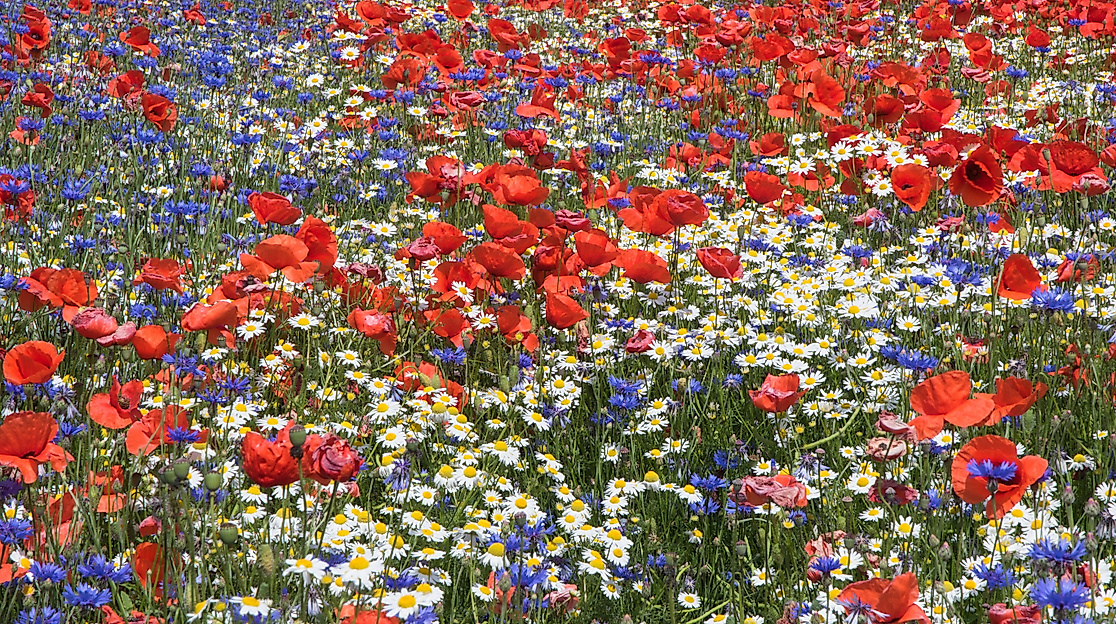 9_Klatschmohn und andere Ackerwilblumen_U.Steinhäuser_LokiSchmidtStiftung