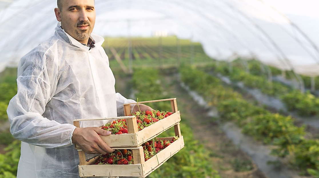 portrait-male-farmer-holding-freshly-harvested-strawberry-fruit-field_k