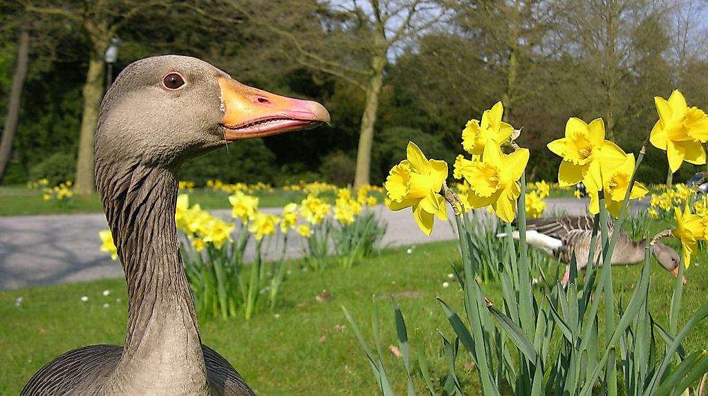 termin_22.03.26_14.04.09 Graugänse O.F. 09
