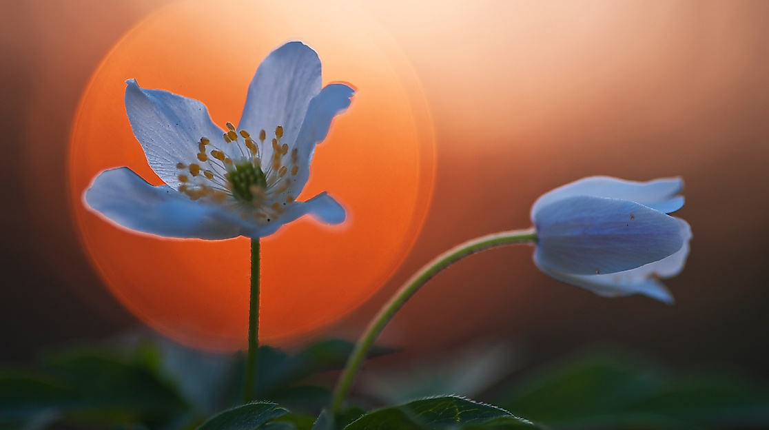 Naturpark-Tour: Frühblüher im Behlendorfer Wald