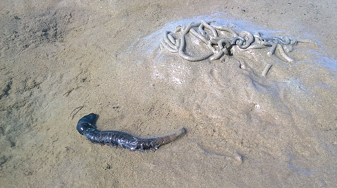 Wattwanderung "Dieksand"