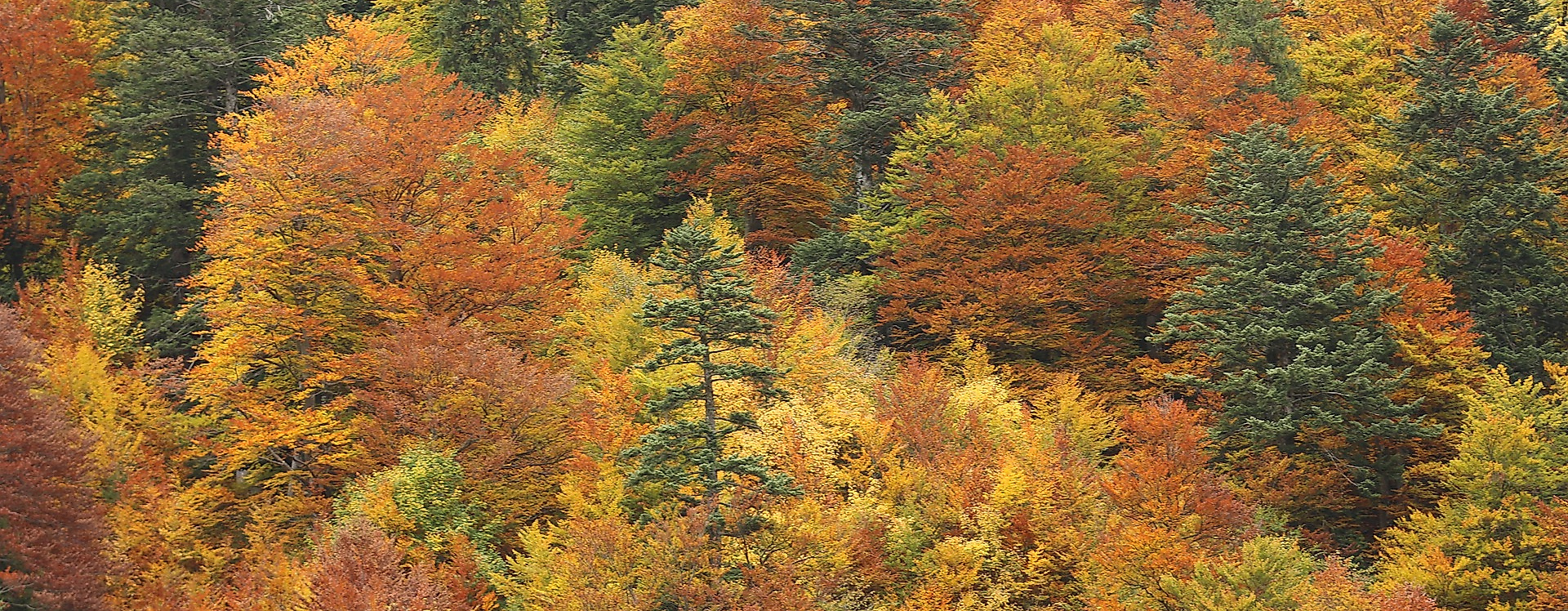 langer-otto-aussichtsturm-routen-station-c-pixabay-schanin_1