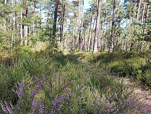 Von der „Römerschanze“ zur Heideblüte