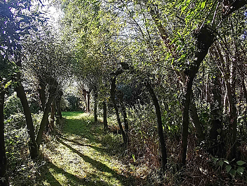 Singkreis: Lieder für Herz und Seele im Weidenzentrum
