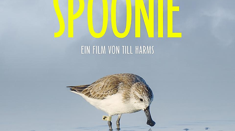 saving-spoonie