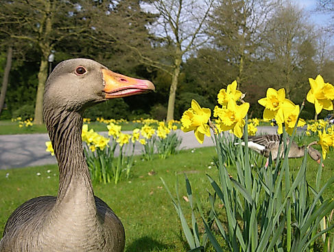 termin_22.03.26_14.04.09 Graugänse O.F. 09