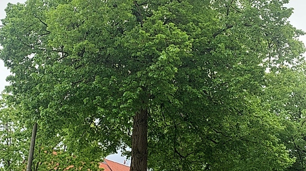 Schubert-Linde heute