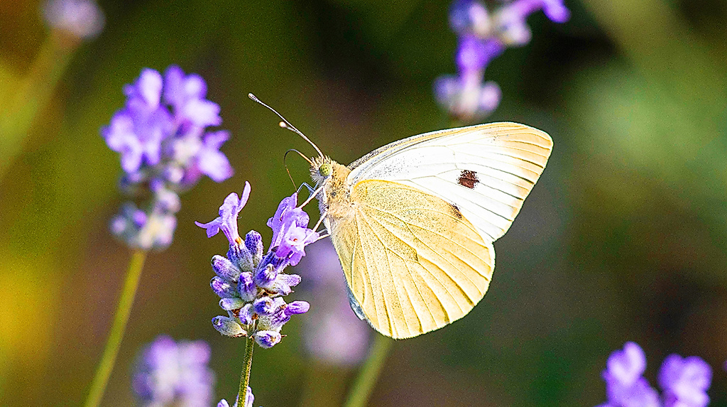 Schmetterlinge entdecken – Spaziergang mit Biologin Sara Groß