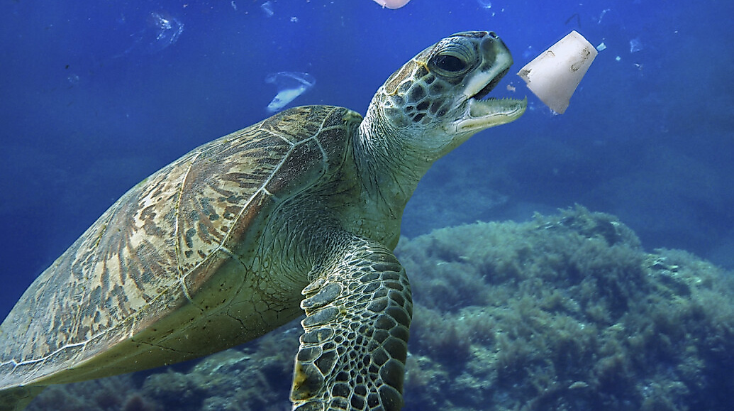 Mediterranean Life under Siege