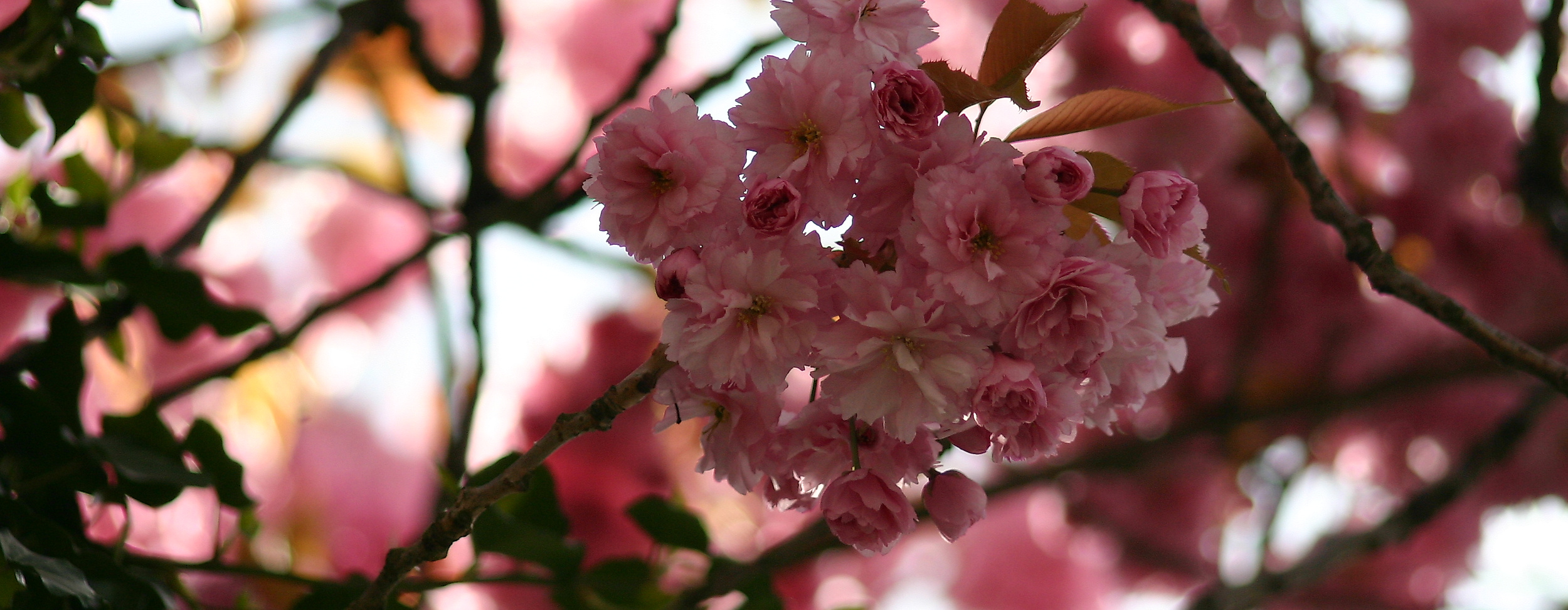 Japanisches Kirschblütenfest