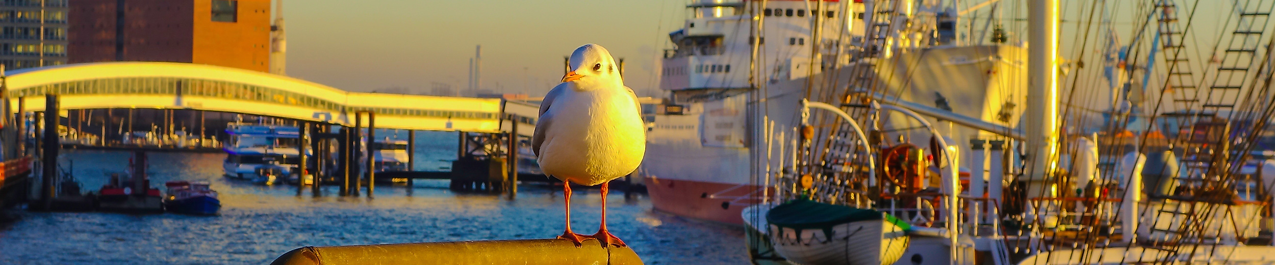 Möwe am Hamburger Hafen