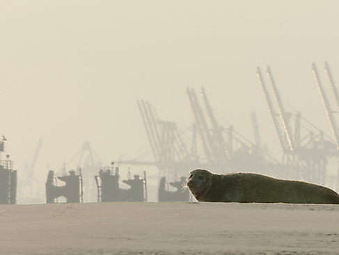 Tierisches Hamburg