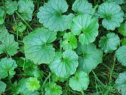 gundermann_dscf0854_1024_x_768