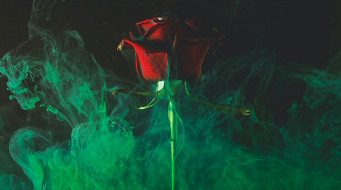 Romantische Rose im Rauch