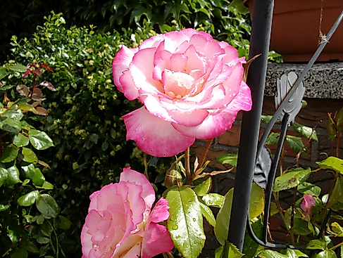 Gartenöffnung Der vielfältige Garten