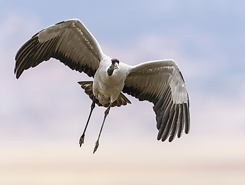 Natur - leicht gemacht: Vogel Tüt, Kiebitz und Kranich