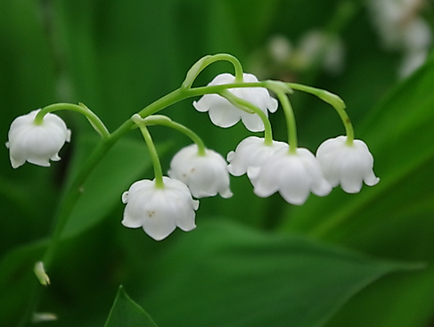 Maiglöckchen - Giftpflanze des Jahres 2014